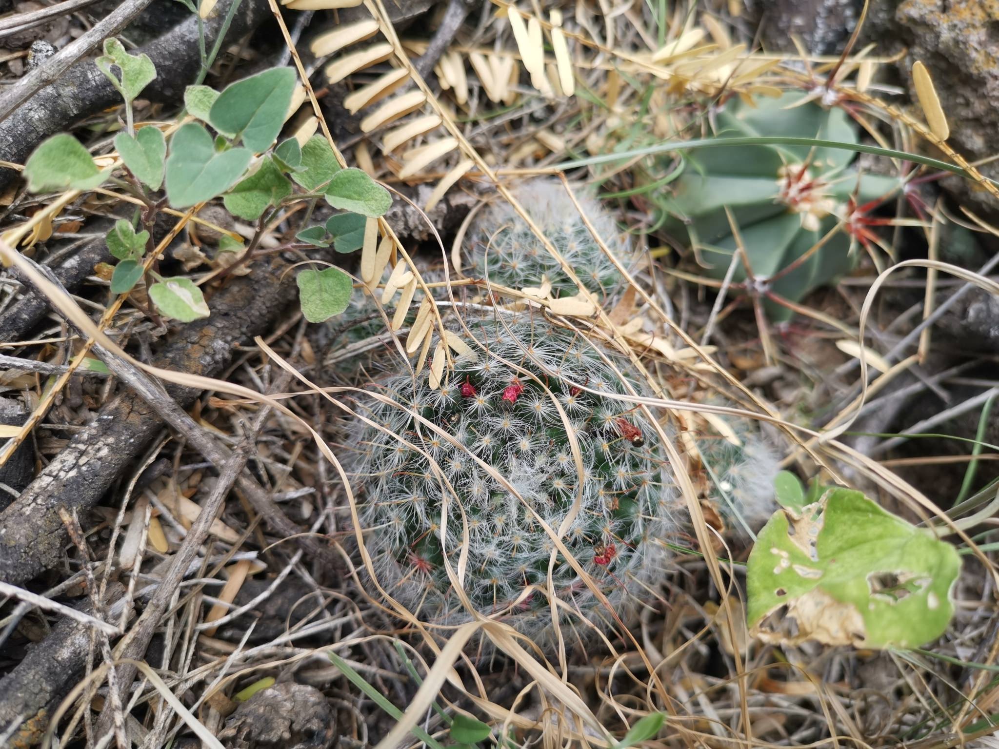Mammillaria bocasana